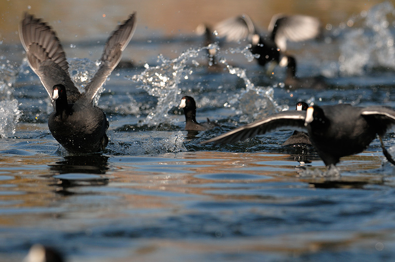 Coots scurrying across the top of the water