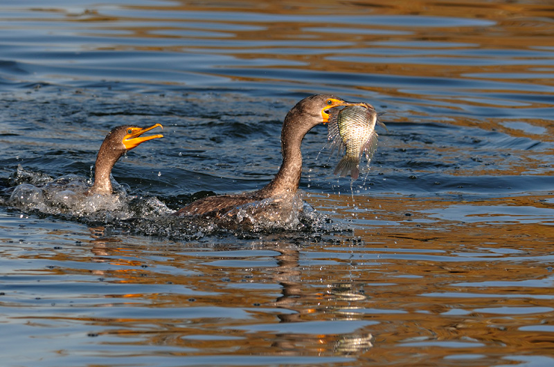 Cormorant with a large fish