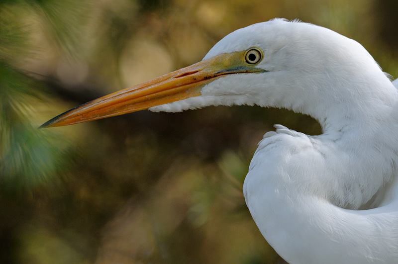 Great white egret close up image
