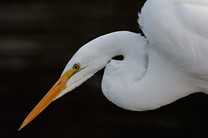 White Egret focused on a fish