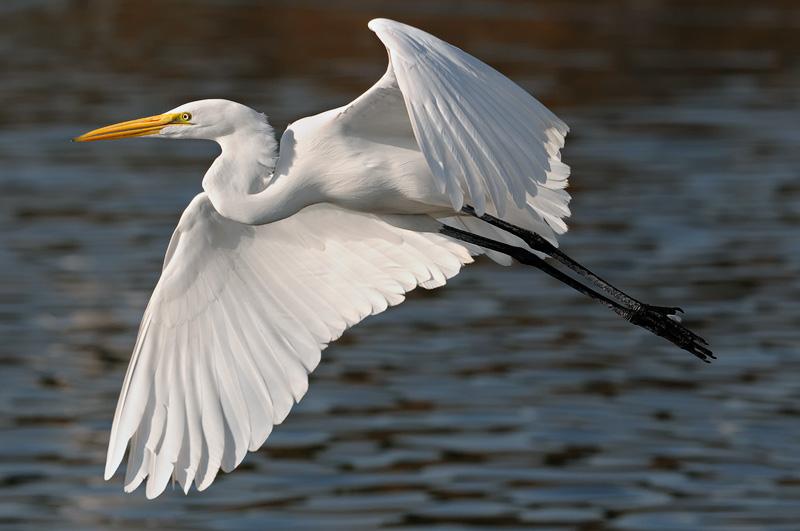 beautiful egret flying above a southern California lake