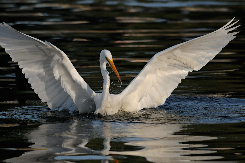 Great egret playing in the water while admiring his reflection