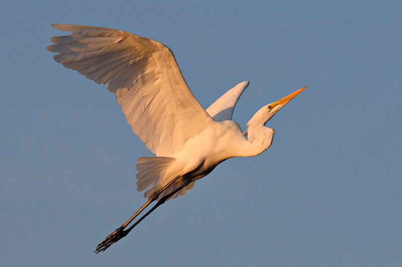 Great Egret sunset flight with nice light under the wings