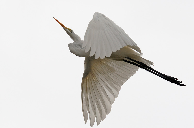 Elegant White Egret in flight