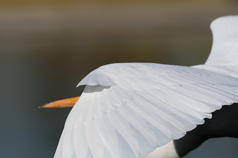 close up bird photography egret wing feather detail