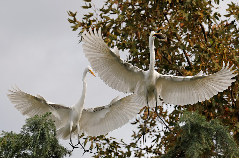 Two white egrets wanting the same fish