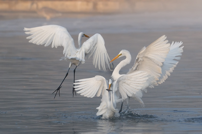 Three Great Egrets fishing and playing in sunrise mist