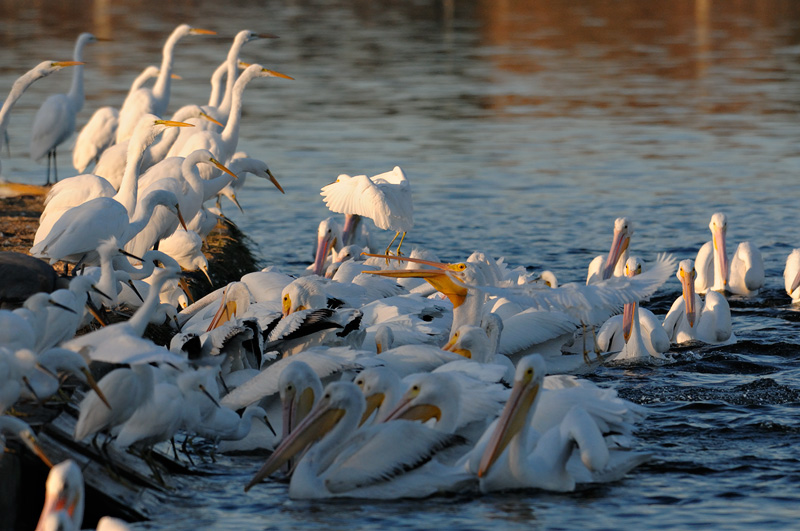 Egrets and White Pelicans corner a school of fish and the frenzy begins