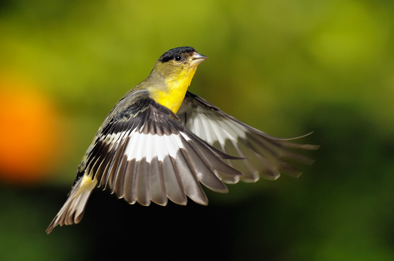 male goldfinch in flight