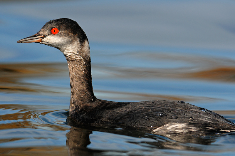 Eared Grebe with bright red eyes
