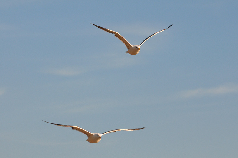 Tow Gulls flying over the coast of southern California