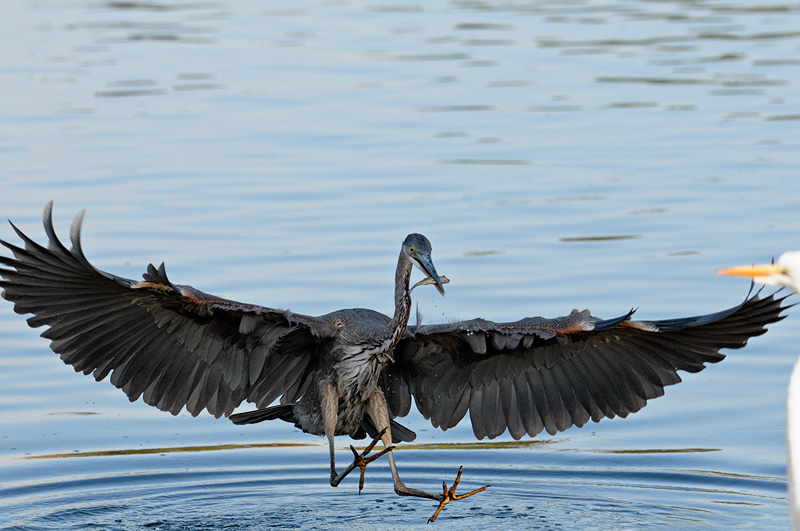 Great Blue Heron landing with wings spread wide, and a fish in its bill