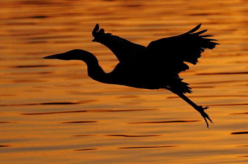 Heron in flight sunset silhouette