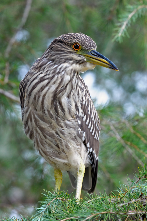 gorgeous young night heron posing for a photo