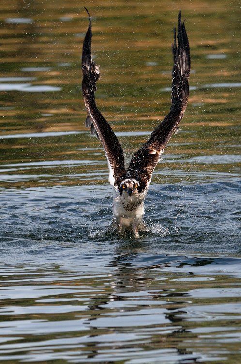 Osprey exiting the lake with beautiful stretched wings