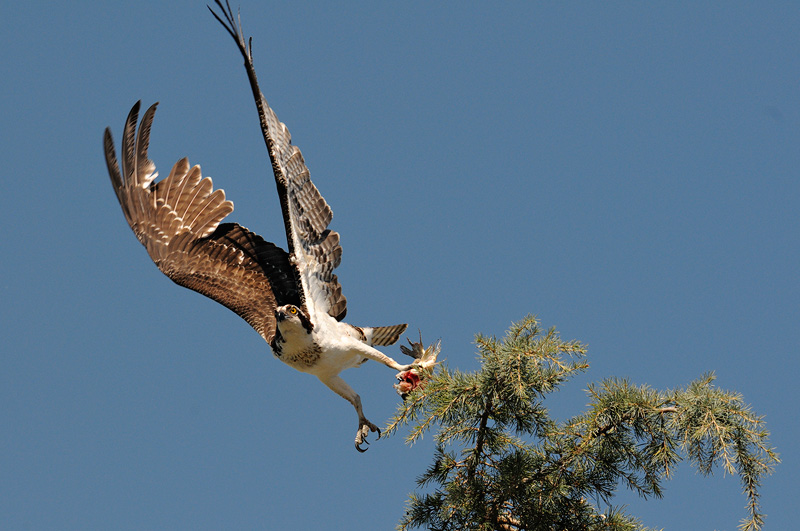 Osprey taking off with a partially eaten fish in its talons