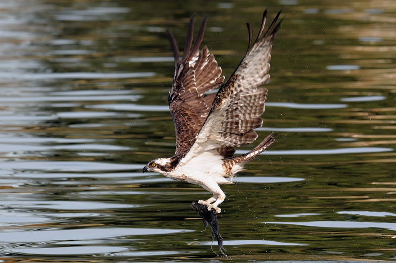 Osprey flying home with a fish