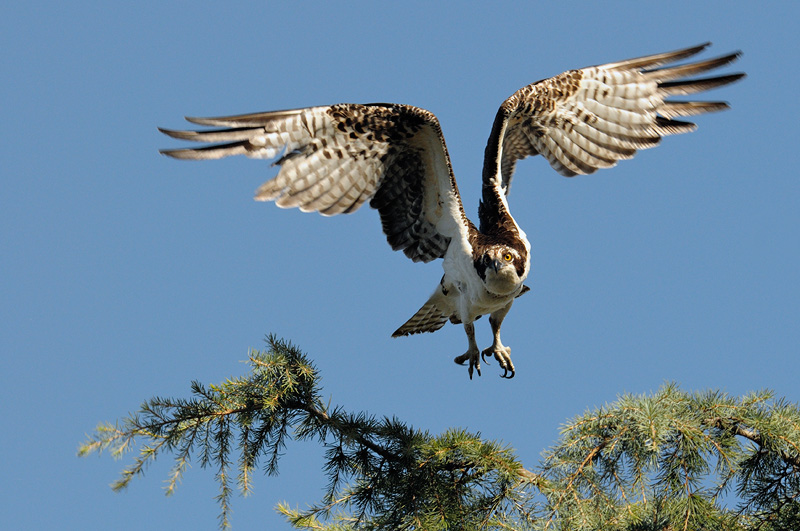 Osprey taking flight from a tree top