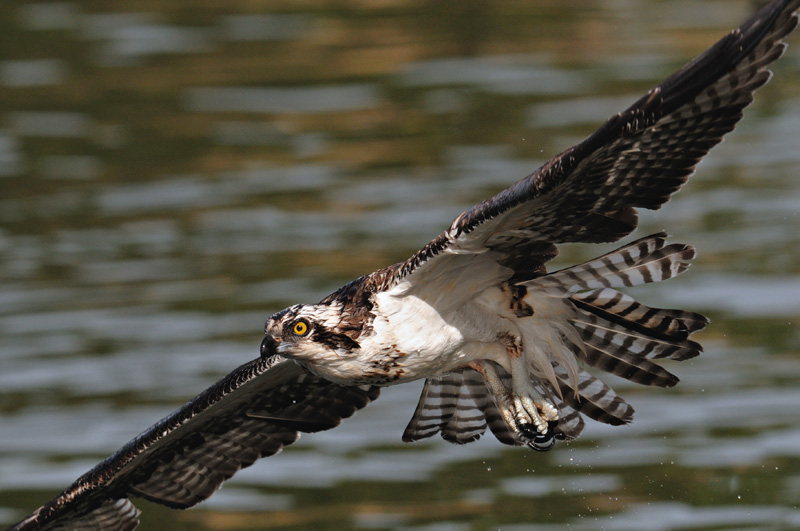 fish hawk in flight