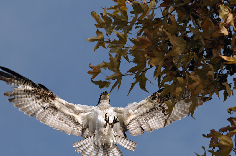 Osprey landing in a tree with its talons out