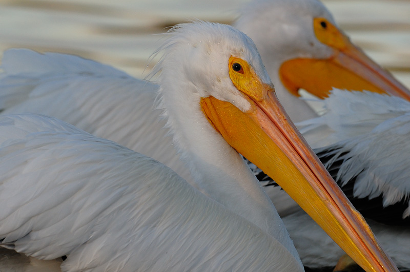 Gorgeous white pelican face