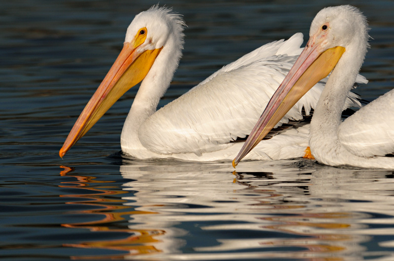 Pair of white pelicans male and female