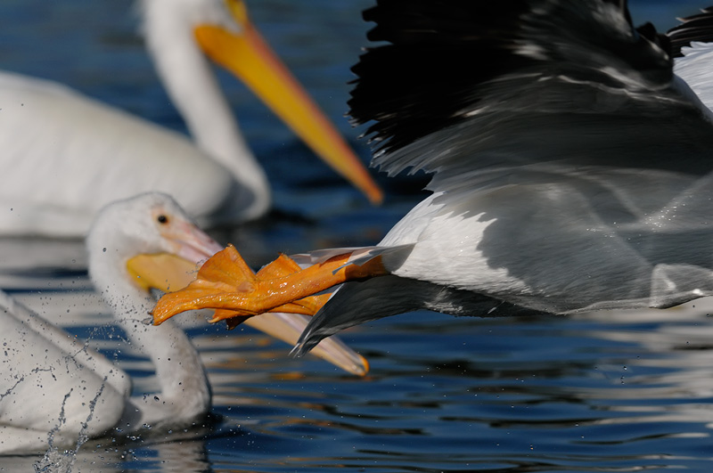 Orange pelican feet in air