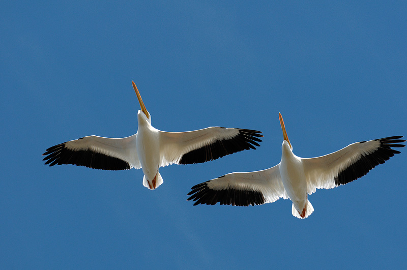 Two white pelicans flying overhead