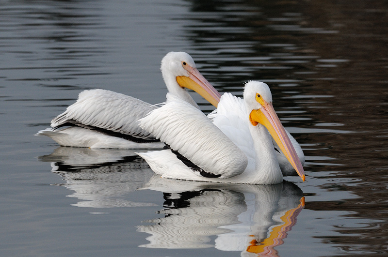 Pair of beautiful American White Pelicans