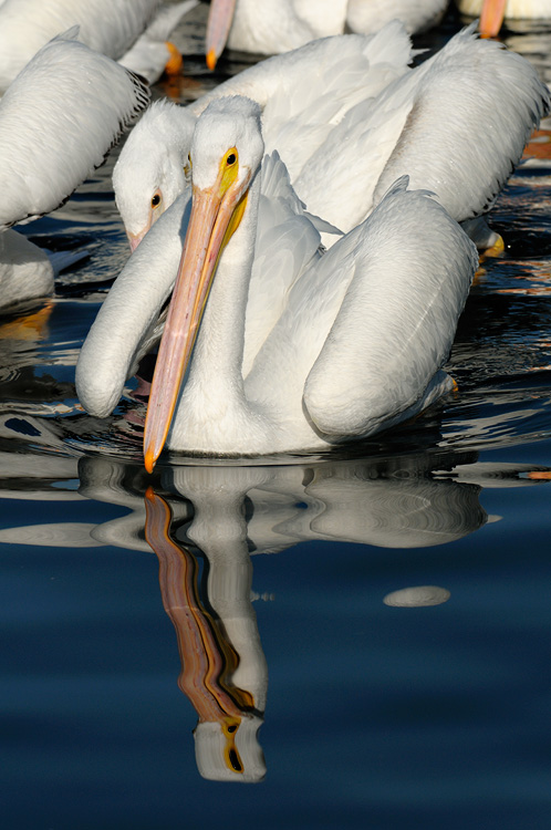 Beautiful pelican reflection