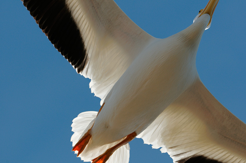 closeup view of a pelican flying overhead low