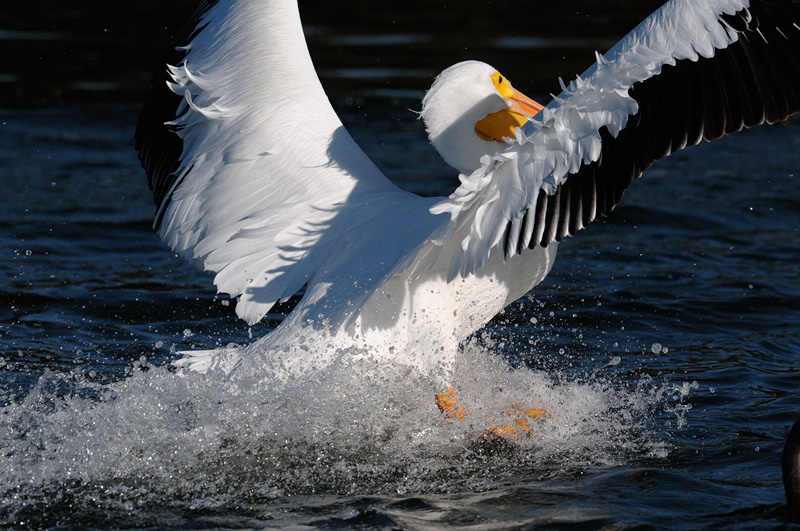Pelican landing with wings spread wide and beautiful feathers ruffling in the breeze