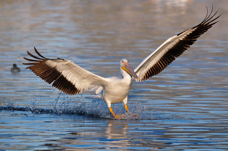Pelican landing with wings spread wide open and lit up with early morning light