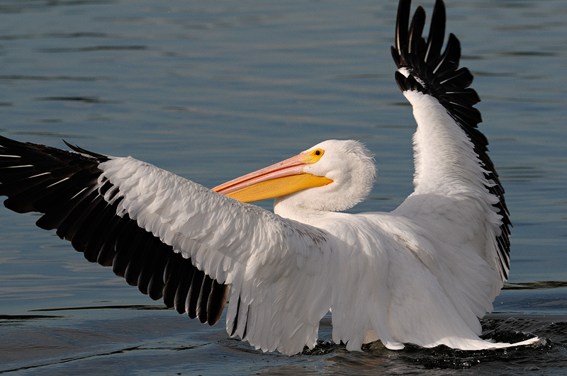 American White Pelican taking off with wings spread wide