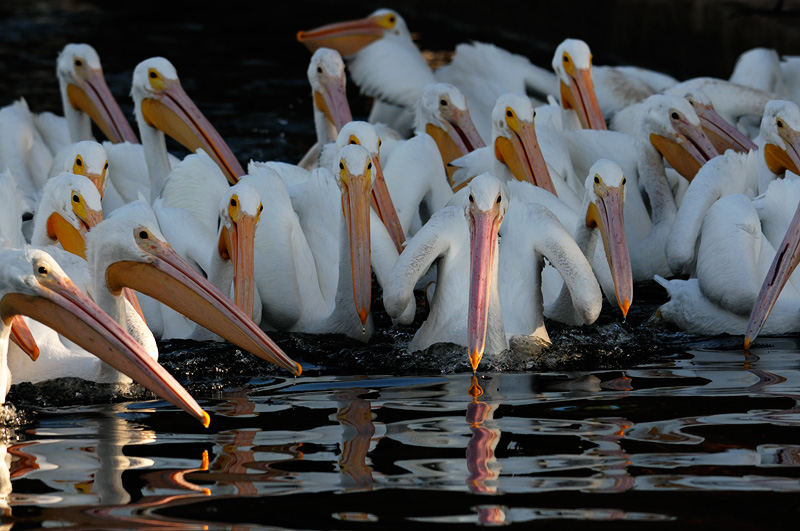 Flock of Pelicans on patrol searching for fish