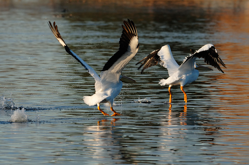 Two White Pelicans fly away in sunset light