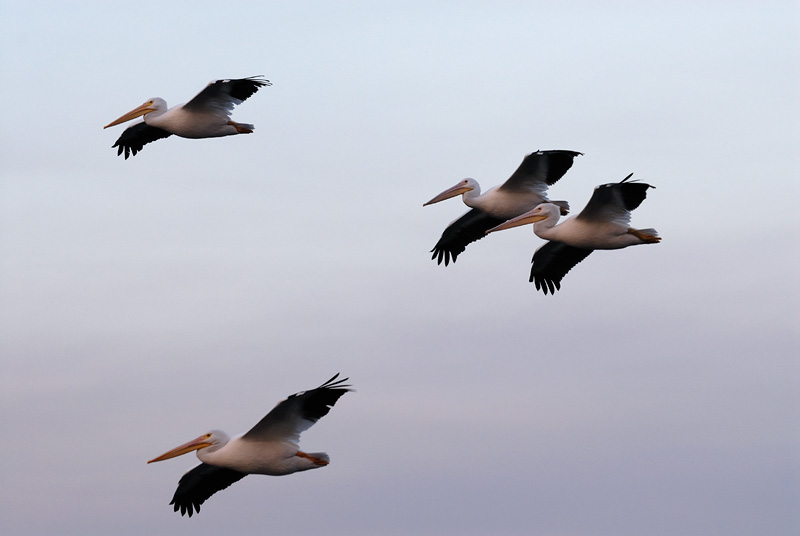 American White Pelicans in flight at dawn