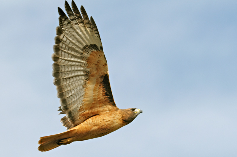 Red-tailed hawk soaring skywards