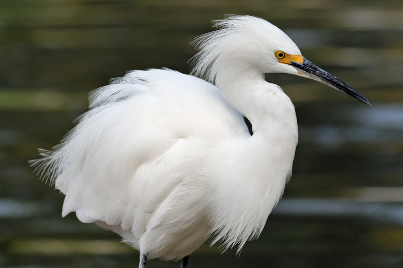 Snowy Egret fluffing its feathers