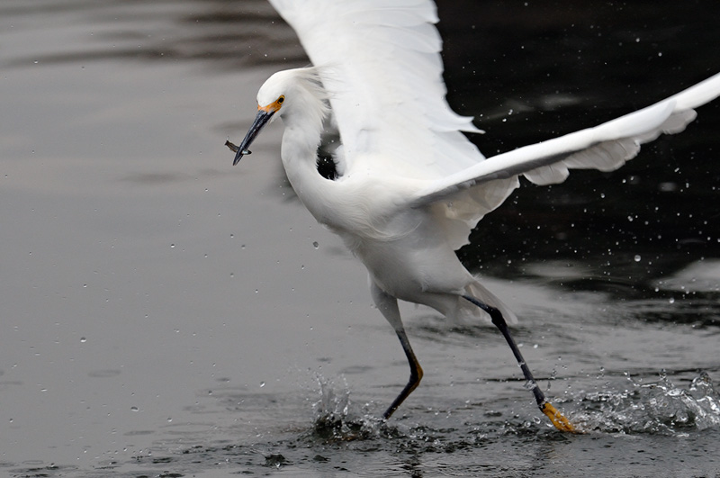 Snowy Egret catches a fish