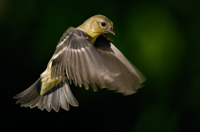 female American Lesser Goldfinch in flight