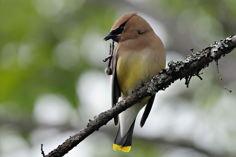 Cedar Waxwing on a branch scratching with its foot up