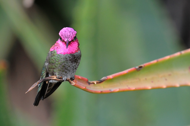 Male Anna's hummingbird flashing bright pink head feathers