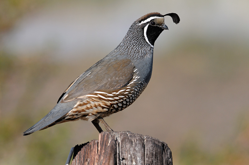 California Quail photographed in the Sierra mountains