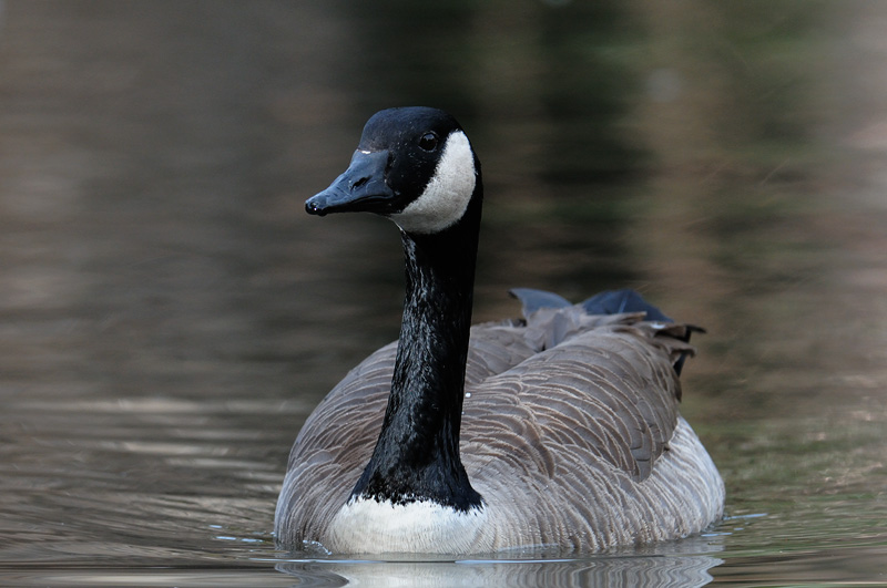 Canada Goose swimming towards the lens