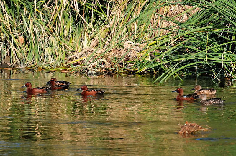 Cinnamon Teal Drakes and Hens swimming in the Los Angeles river in Burbank California