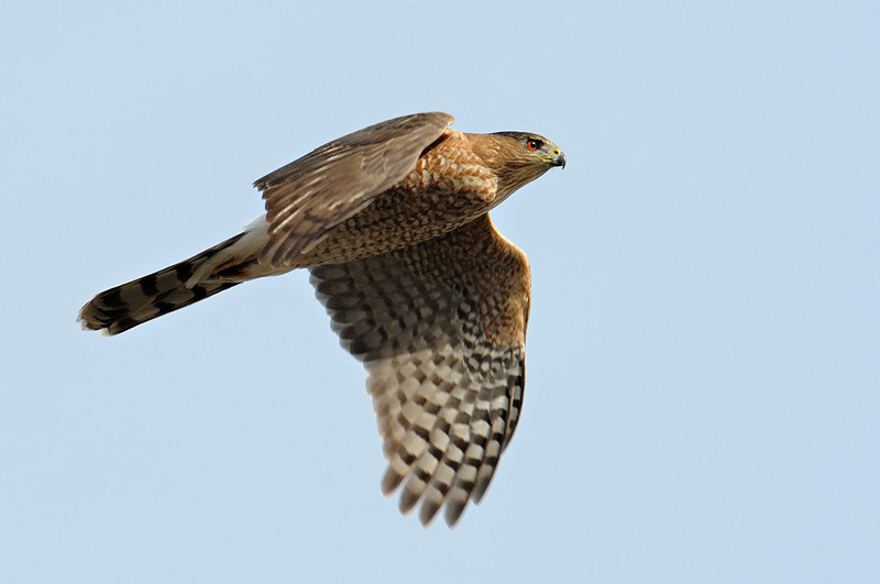 Cooper Hawk in flight