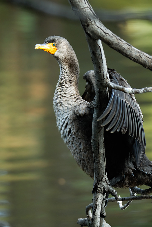 Cormorant perched on a branch