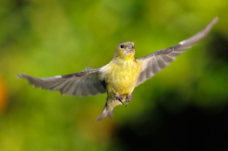 Female lesser Goldfinch in flight