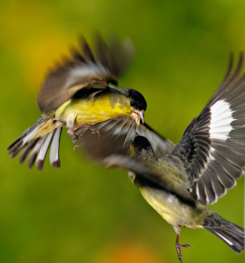 A pair of male lesser goldfinches fighting in mid air 